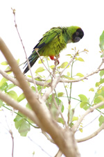 Conure nanday